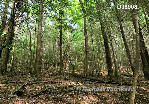 Appalachian-Blue Ridge forests